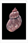 Phasianella australis by Anonymous