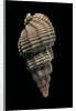 Phos senticosus by Anonymous