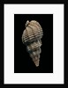 Phos senticosus by Anonymous