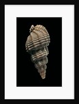 Phos senticosus by Anonymous