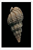 Phos senticosus by Anonymous