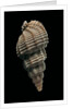 Phos senticosus by Anonymous