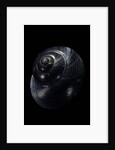 Photinula caerulescens by Anonymous
