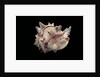 Phyllonotus brassica by Anonymous