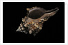 Pleuroploca persica by Anonymous