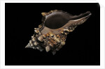 Pleuroploca persica by Anonymous