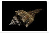 Pleuroploca persica by Anonymous