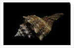 Pleuroploca persica by Anonymous