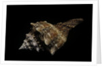 Pleuroploca persica by Anonymous