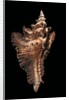 Pterynotus acanthopterus by Anonymous