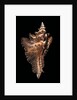 Pterynotus acanthopterus by Anonymous