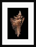 Pterynotus acanthopterus by Anonymous