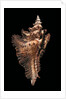 Pterynotus acanthopterus by Anonymous