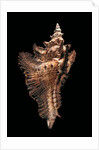 Pterynotus acanthopterus by Anonymous