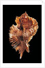 Pterynotus miyokoae by Anonymous