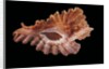 Pterynotus phyllopterus by Anonymous