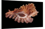 Pterynotus phyllopterus by Anonymous