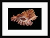 Pterynotus phyllopterus by Anonymous