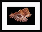 Pterynotus phyllopterus by Anonymous
