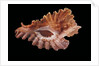 Pterynotus phyllopterus by Anonymous