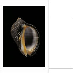 Purpura persica by Anonymous