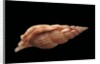 Rimella cancellata by Anonymous