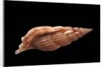 Rimella cancellata by Anonymous