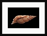 Rimella cancellata by Anonymous
