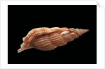 Rimella cancellata by Anonymous
