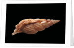 Rimella cancellata by Anonymous