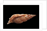 Rimella cancellata by Anonymous
