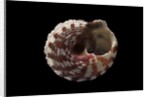 Rubritrochus pulcherrimus by Anonymous