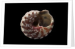 Rubritrochus pulcherrimus by Anonymous