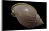 Semicassis semigranosum by Anonymous