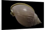 Semicassis semigranosum by Anonymous