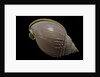 Semicassis semigranosum by Anonymous