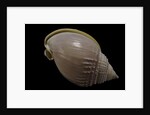 Semicassis semigranosum by Anonymous