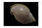 Semicassis semigranosum by Anonymous