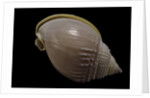 Semicassis semigranosum by Anonymous