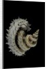 Siliquaria anguina by Anonymous