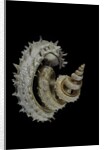 Siliquaria anguina by Anonymous