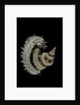 Siliquaria anguina by Anonymous