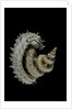 Siliquaria anguina by Anonymous