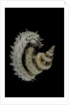 Siliquaria anguina by Anonymous