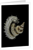 Siliquaria anguina by Anonymous