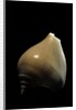 Strombus canarium by Anonymous