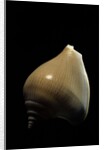 Strombus canarium by Anonymous