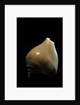 Strombus canarium by Anonymous