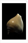 Strombus canarium by Anonymous