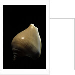 Strombus canarium by Anonymous